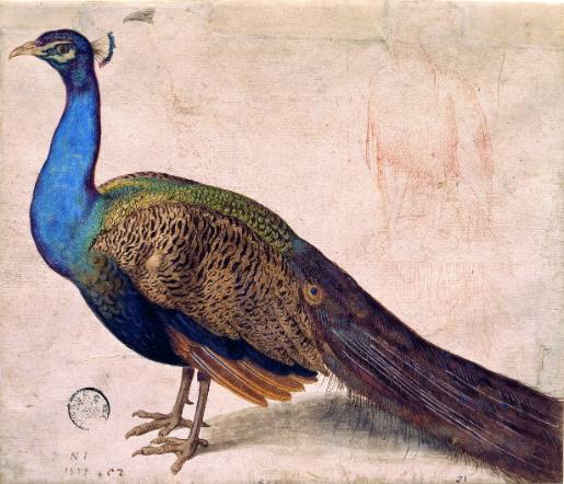 Peacock