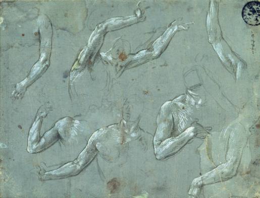 Studies of Arms, Shoulders and Chests