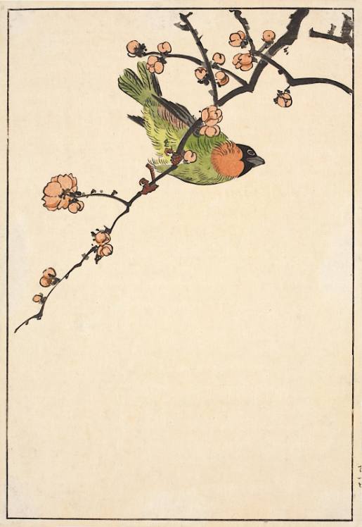 Cherry blossom branch with bird