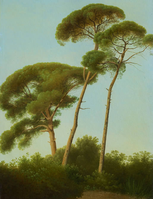 Pine Trees (study)
