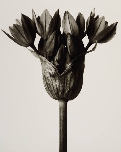 Allium Ostrowskianum. Blütendolde einer Knoblauchpflanze, 6mal vergrößert