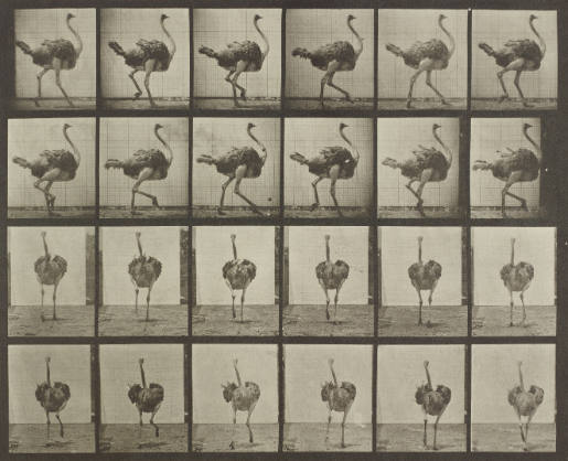 Ostrich Walking, Animal Locomotion, Plate 772