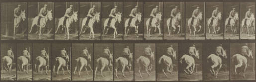 'Pandora' Galopping, Saddled, Animal Locomotion, Plate 635