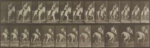 „Pandora“ galoppierend, gesattelt, Animal Locomotion, Platte 635