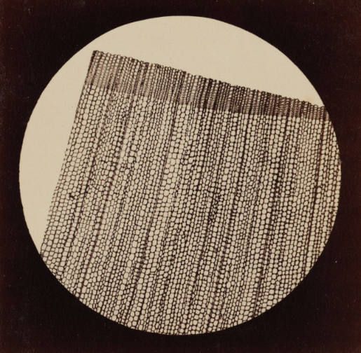 Fichtenholz, Tafel X aus „Blicke durch das Mikroskop“