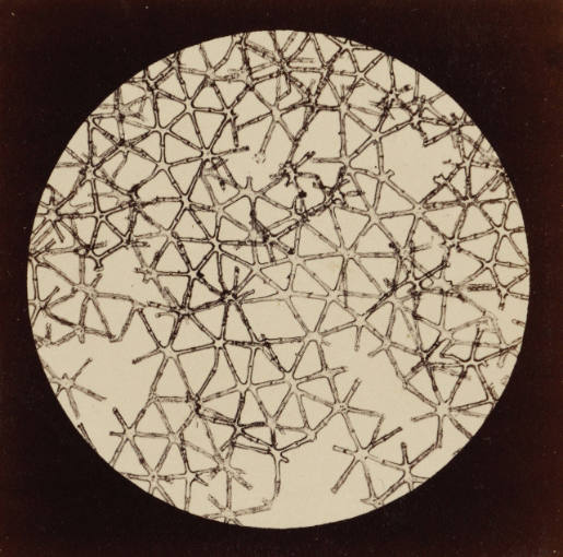 Marrow of Rush, Plate IX from 'Blicke durch das Mikroskop' (Views through the Microscope)