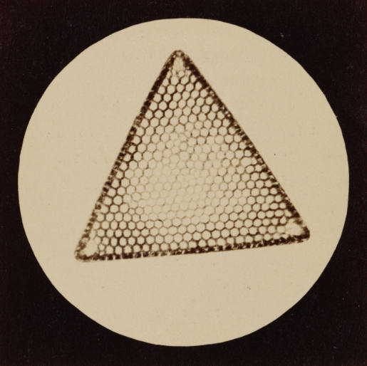 Großes Dreihorn, Tafel III aus „Blicke durch das Mikroskop“
