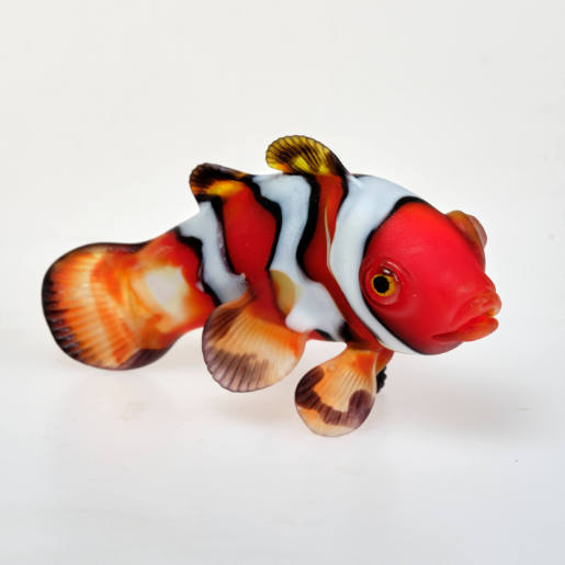 Clownfish