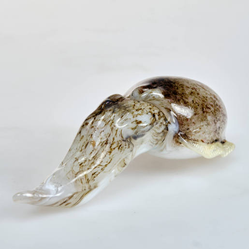 Squid