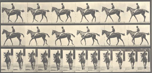 Animal Locomotion, Pferde, Platte 580, „Annie G.“ gehend, gesattelt