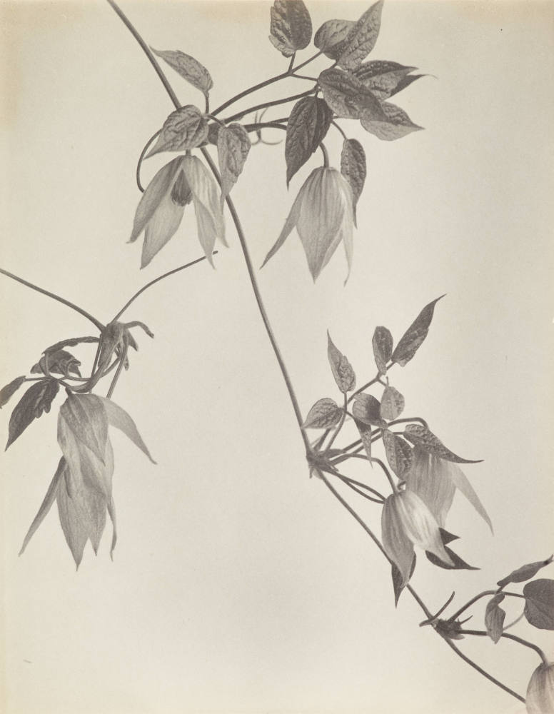 Purpurrote Clematis, Purpurrote Jungfrau-Laube