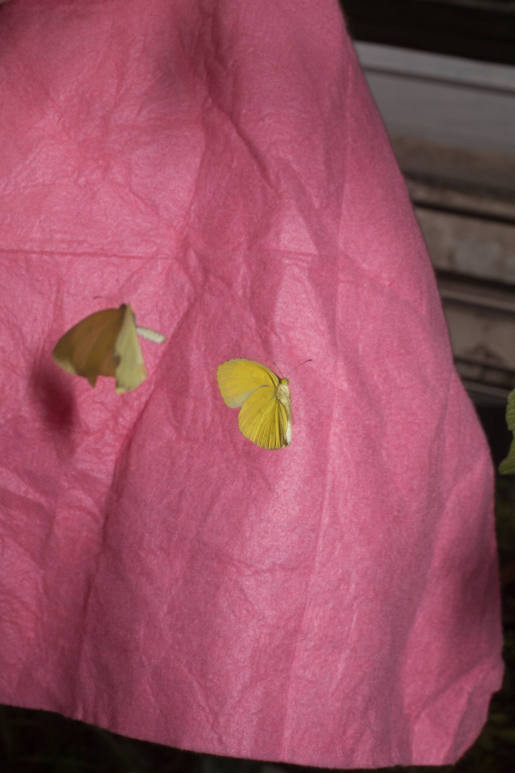 Schmetterlinge, pink and yellow