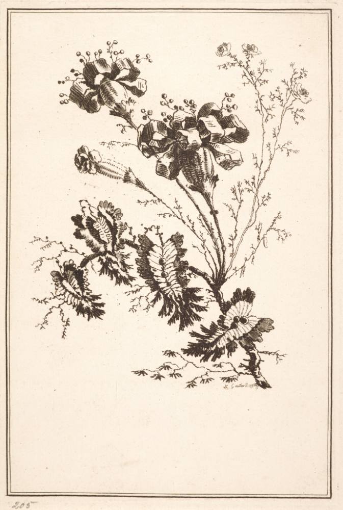 Ideale Blumen (für Manufakturen indischer Stoffe)