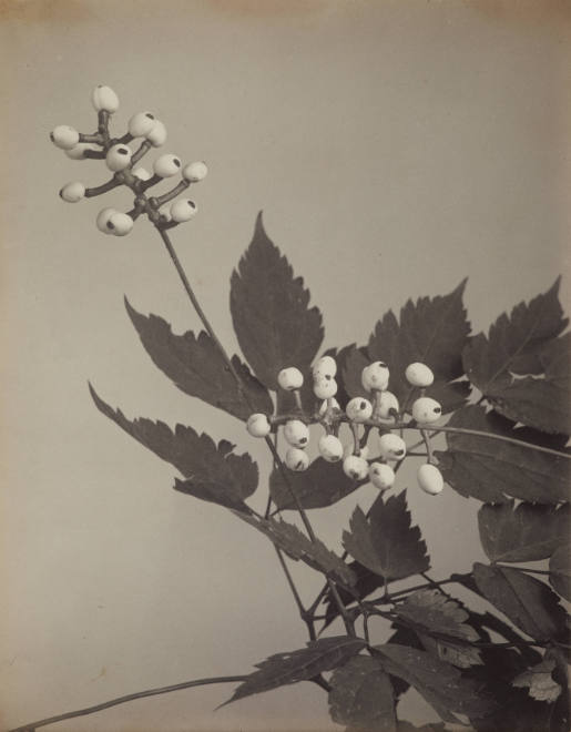 Fruit of White Baneberry