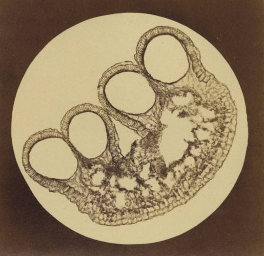Stamen of Water Lily, Plate XII from 'Blicke durch das Mikroskop' (Views through the Microscope)